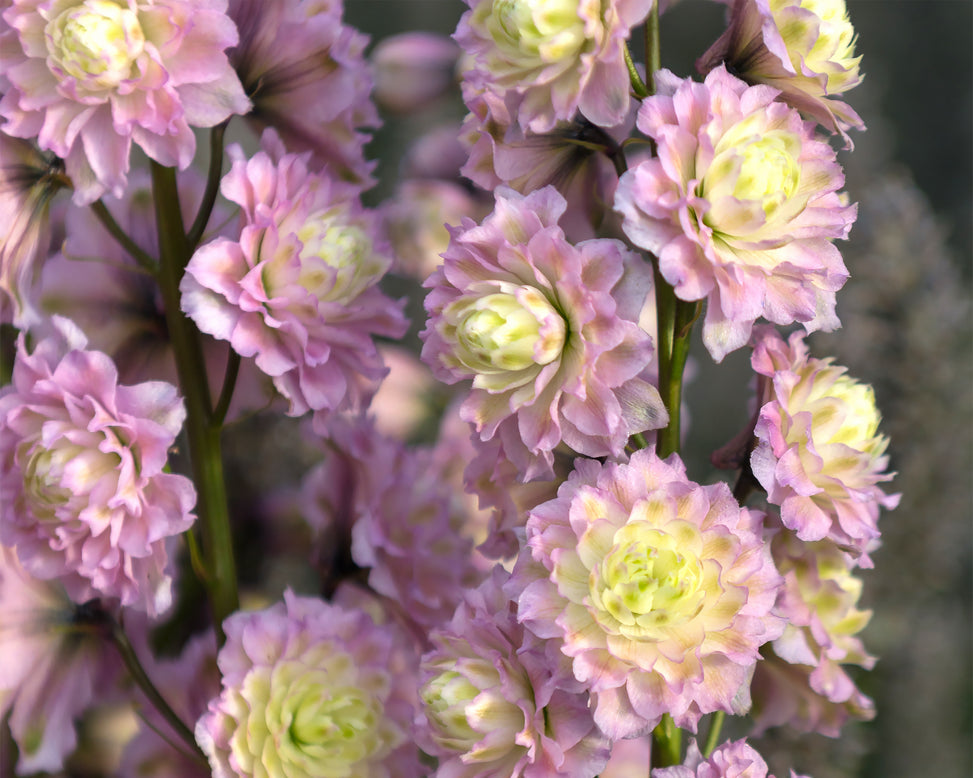 Delphinium 'Mystery Sensation'