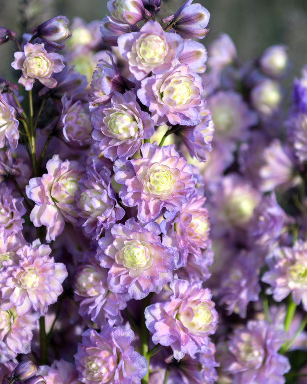 Delphinium 'Neon Sensation'