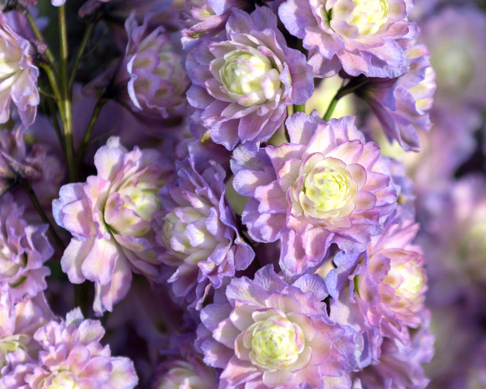 Delphinium 'Neon Sensation'
