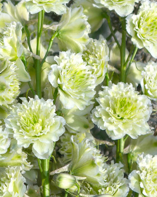 Delphinium 'Polar Sensation'