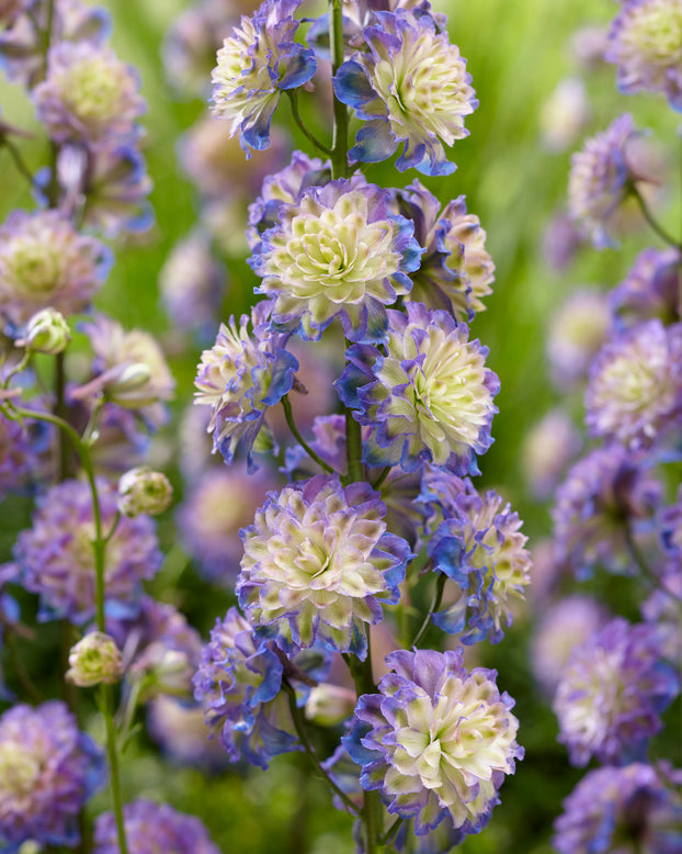Delphinium 'Purple Surprise'