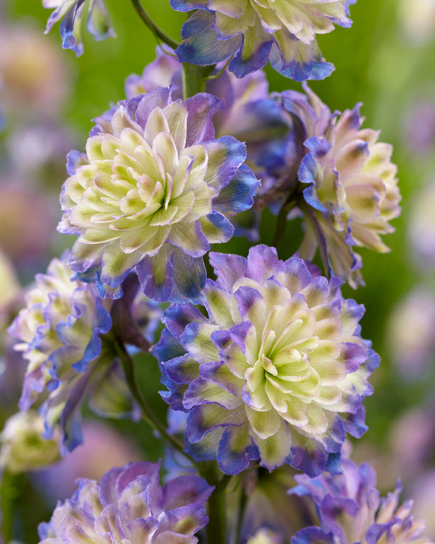 Delphinium 'Purple Surprise'