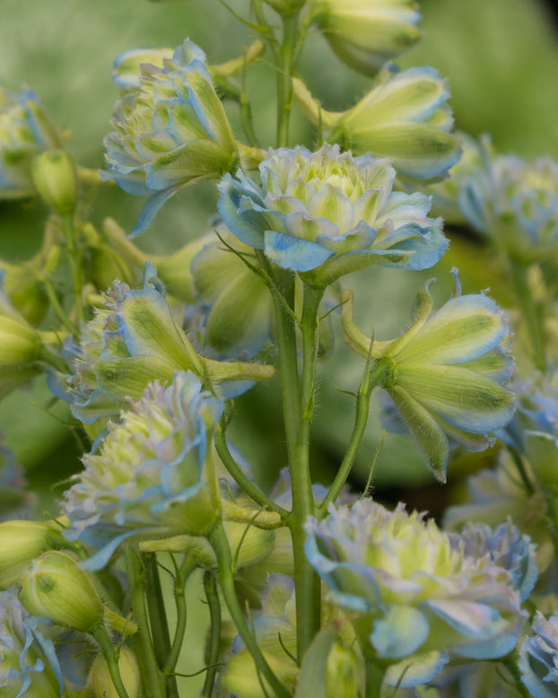 Delphinium 'Rainbow Sensation'