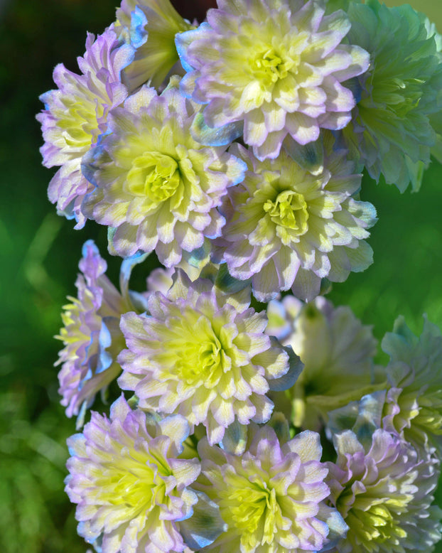 Delphinium 'Rainbow Sensation'