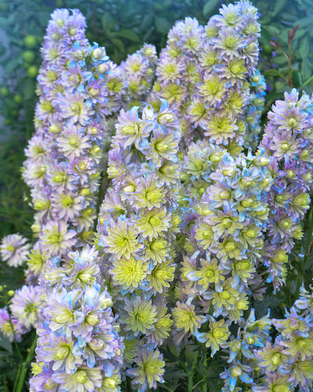 Delphinium 'Rainbow Sensation'
