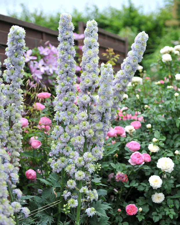 Delphinium 'Rainbow Sensation'