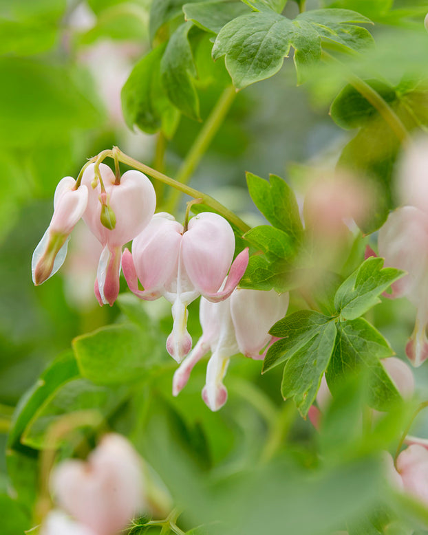 Dicentra 'Cupid'