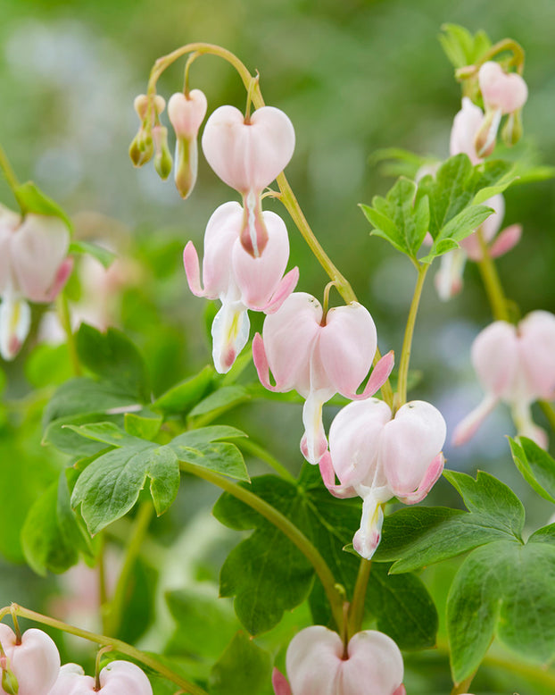 Dicentra 'Cupid'