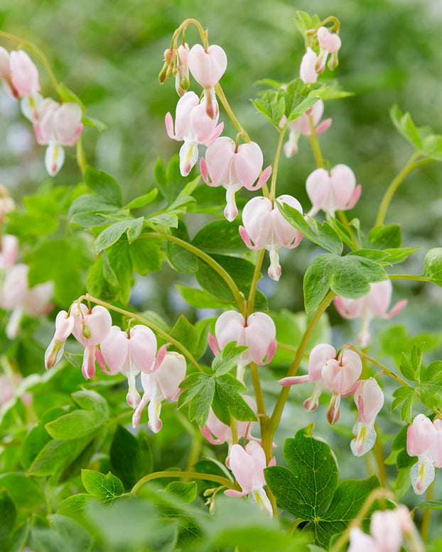 Dicentra 'Cupid'