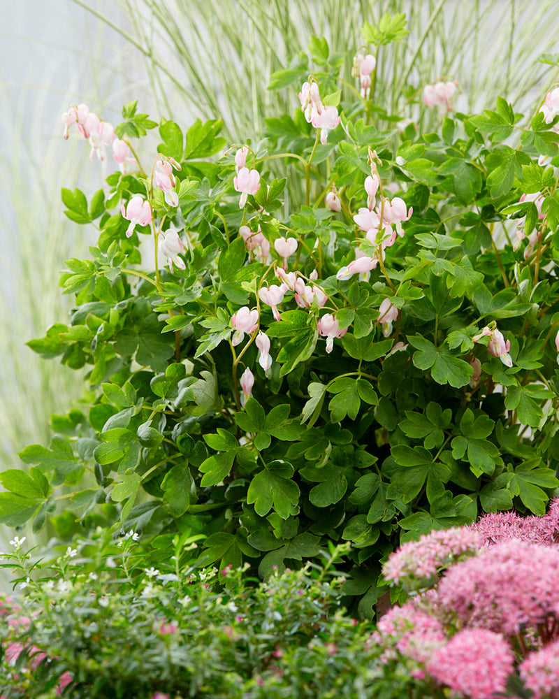 Dicentra spectabilis 'Cupid' rhizomes — Buy pale pink bleeding heart online at Farmer Gracy UK