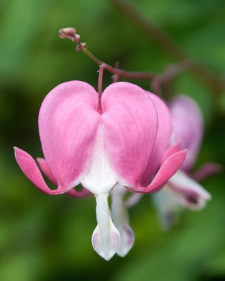Dicentra spectabilis