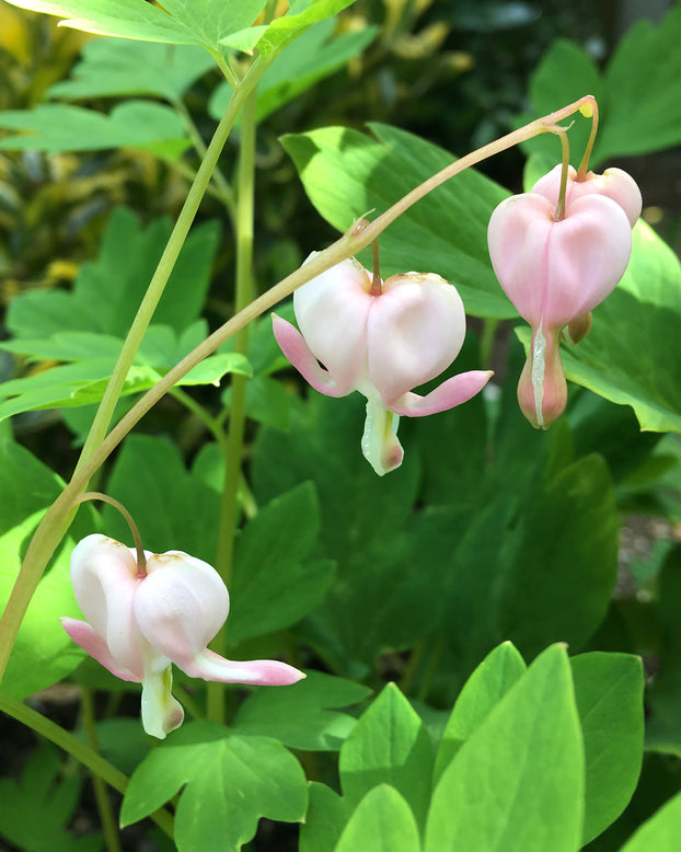 Dicentra 'Cupid'