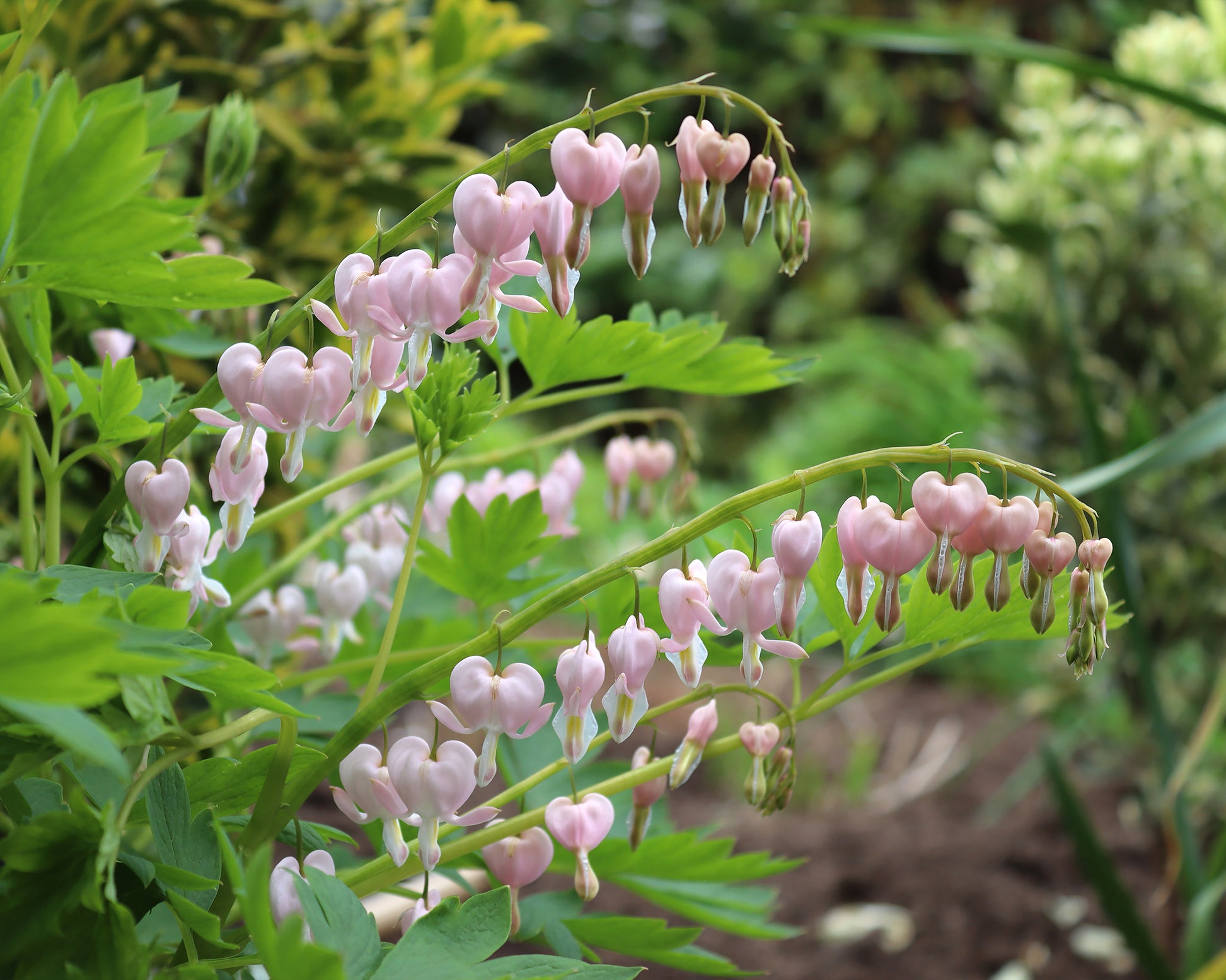 Dicentra spectabilis 'Cupid' rhizomes — Buy pale pink bleeding heart online at Farmer Gracy UK