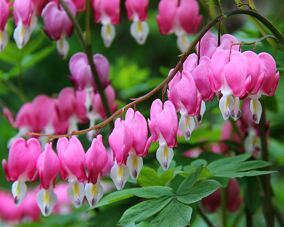 Dicentra spectabilis