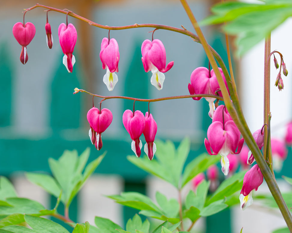 Dicentra spectabilis