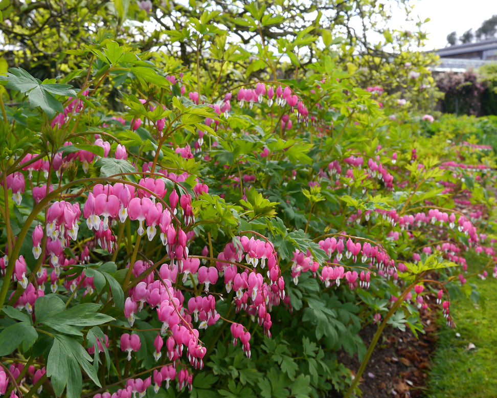 Dicentra spectabilis
