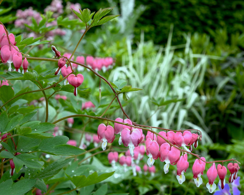 Dicentra spectabilis