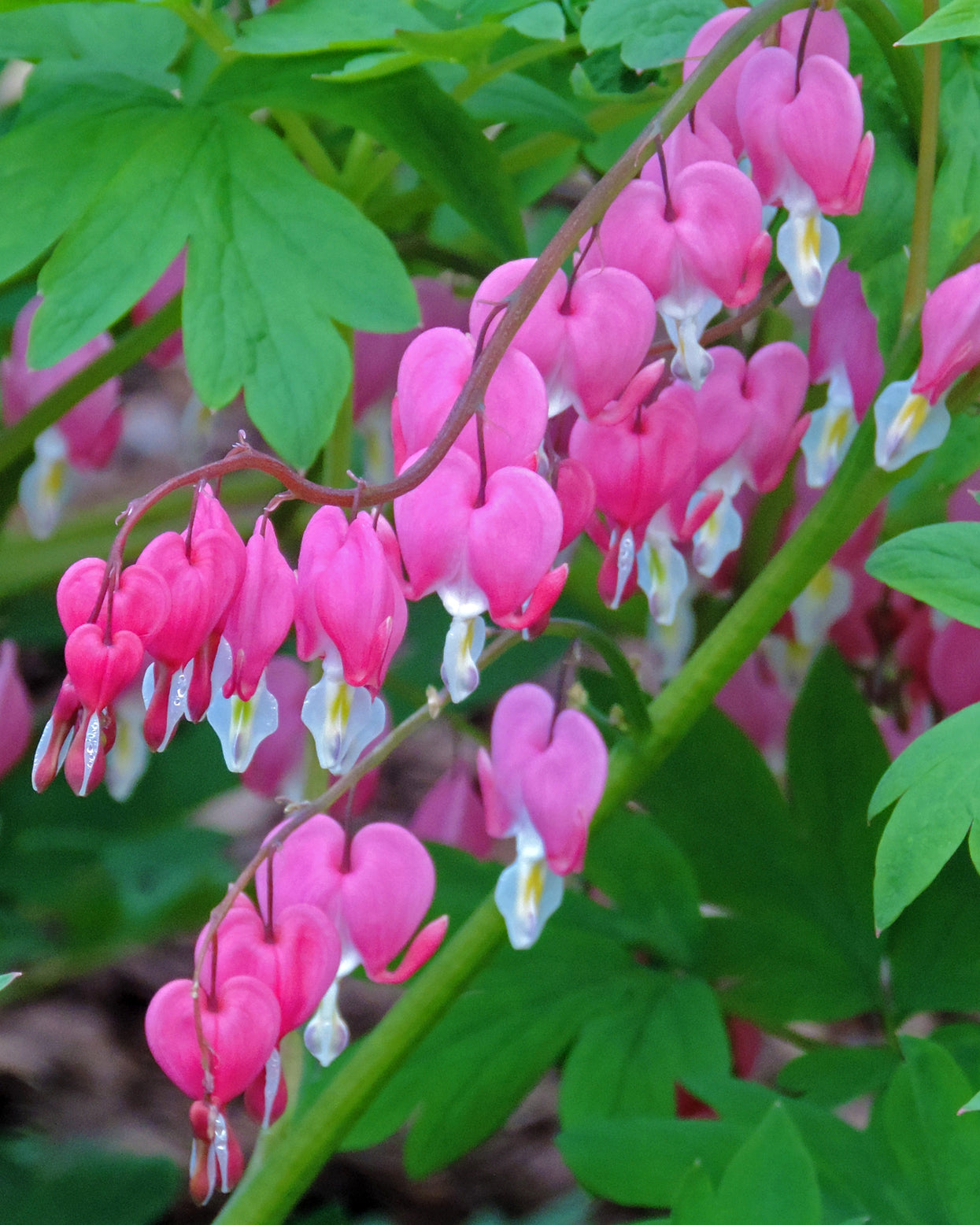 Dicentra spectabilis rhizomes — Buy bleeding heart online at Farmer