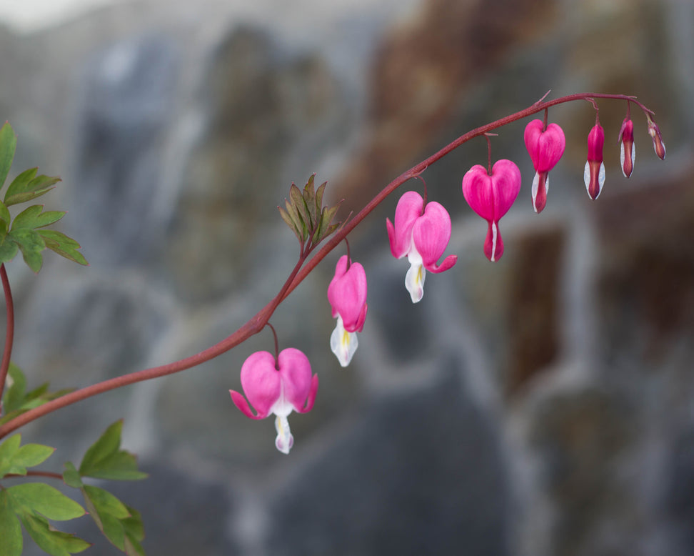 Dicentra spectabilis
