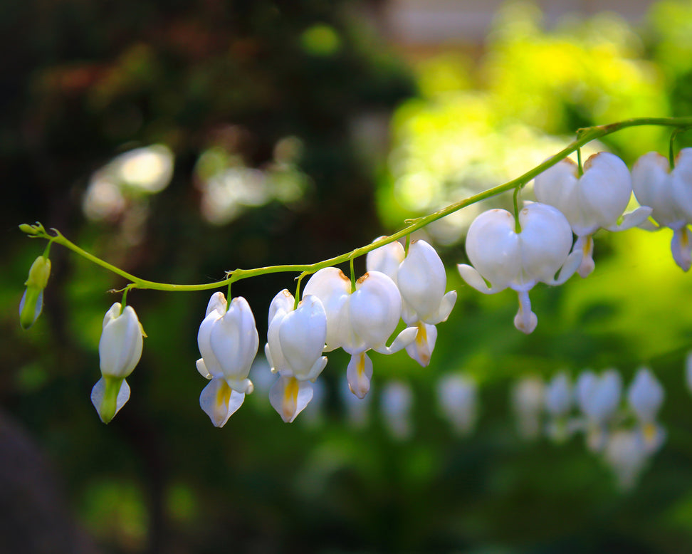 Dicentra 'Alba'