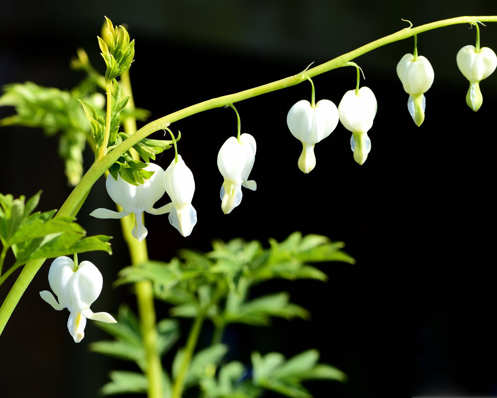 Dicentra 'Alba'