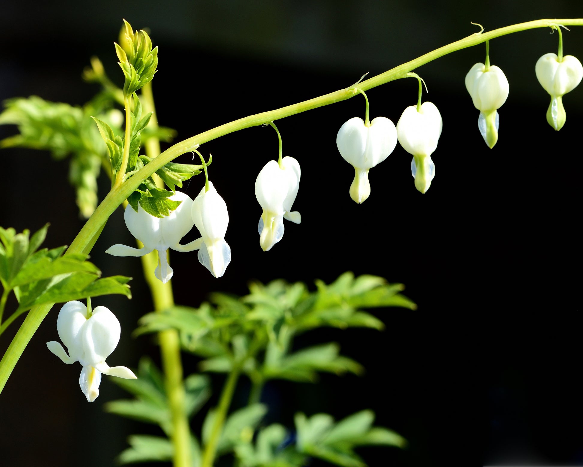 Dicentra spectabilis 'Alba' rhizomes — Buy lady in the bath online at