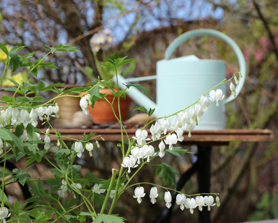 Dicentra 'Alba'