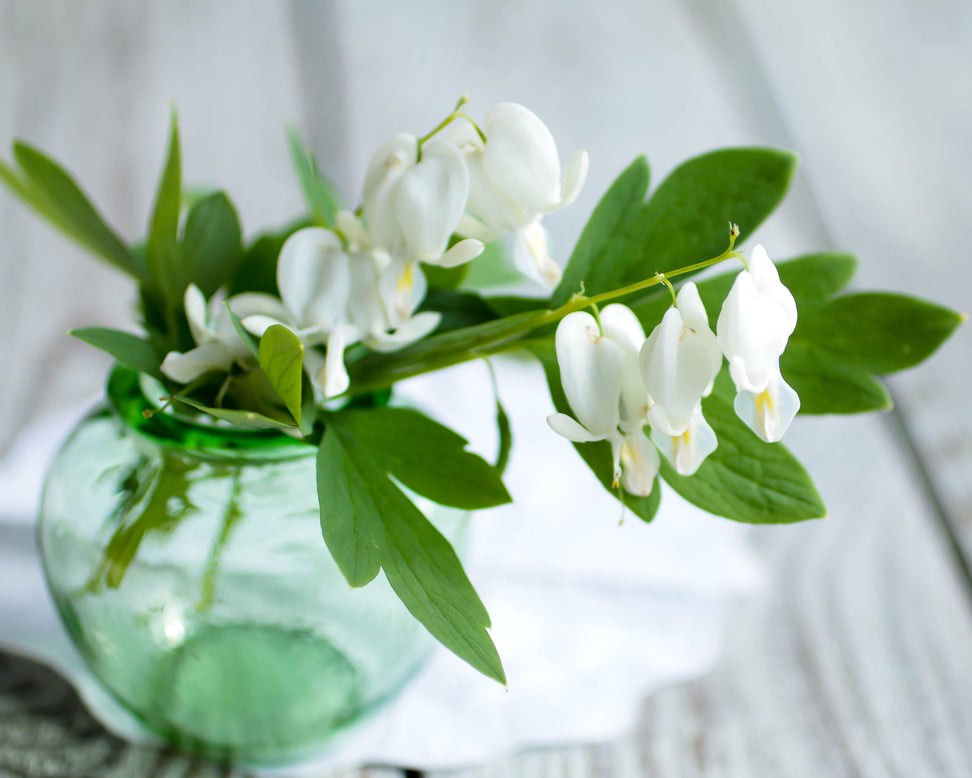 Dicentra 'Alba'