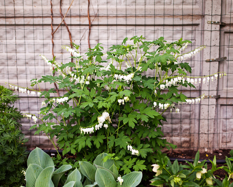 Dicentra 'Alba'