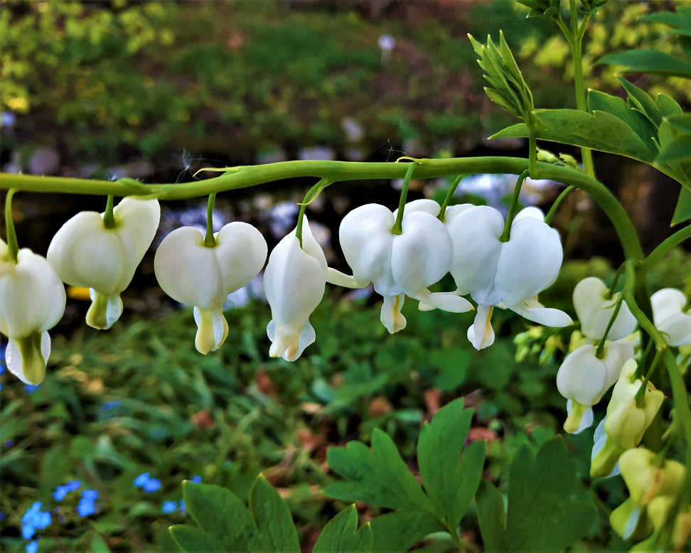 Dicentra 'Alba'