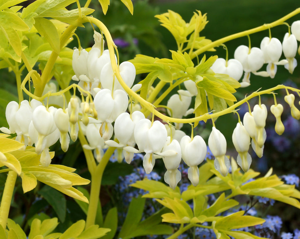 Dicentra 'Alba'