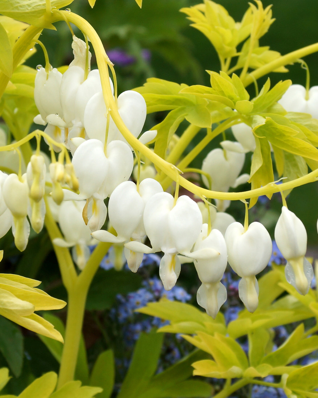 Dicentra spectabilis 'Alba' rhizomes — Buy lady in the bath online at