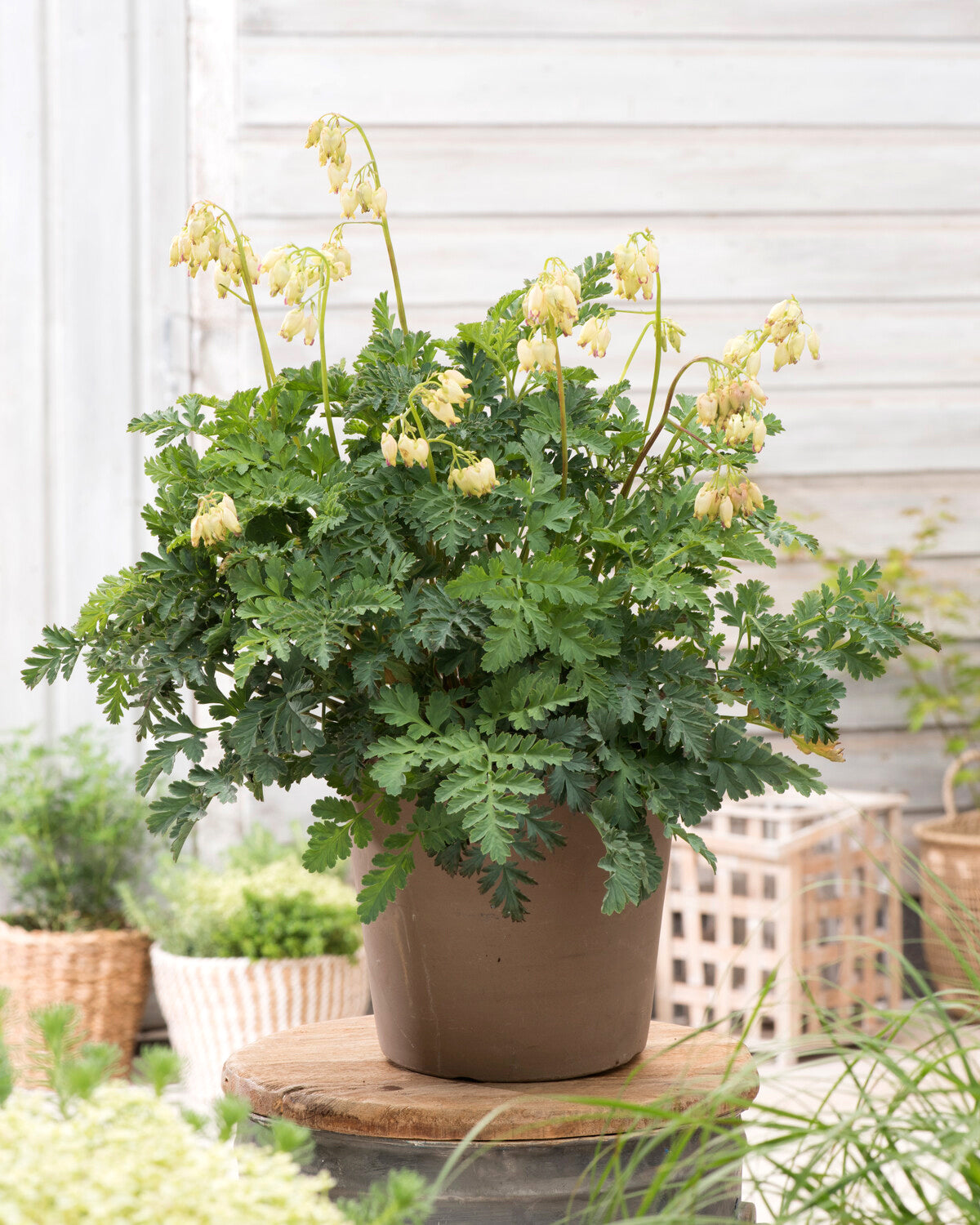 Dicentra 'Sulphur Hearts' rhizomes — Buy yellow bleeding heart online