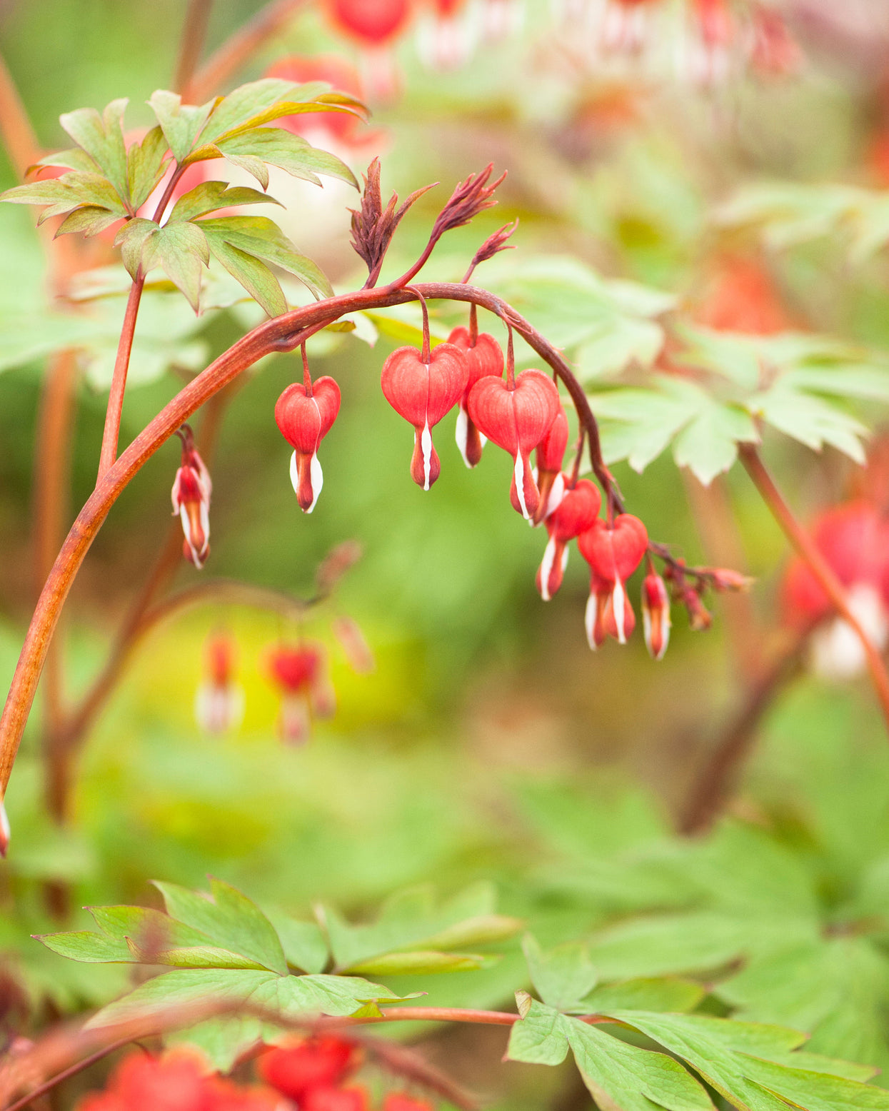 Dicentra spectabilis 'Valentine' — Buy red bleeding heart online at