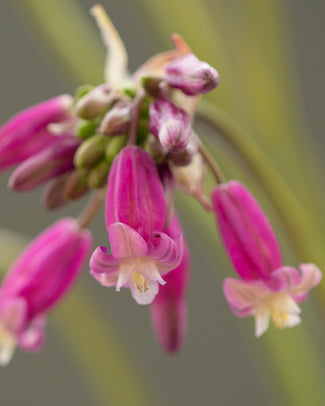 Dichelostemma 'Pink Diamond'