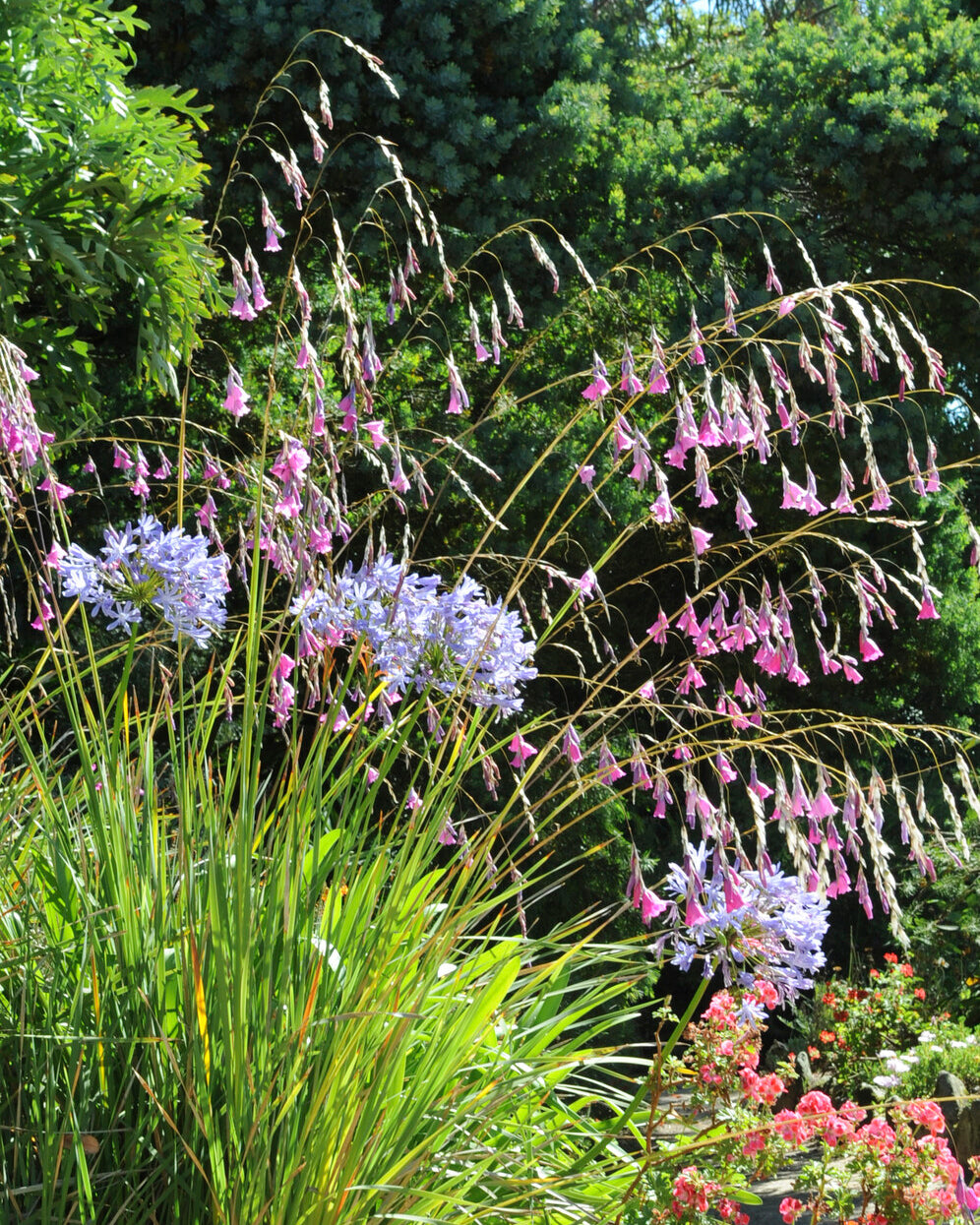 Dierama pulcherrimum (angel's fishing rod) corms | Buy online at Farmer ...