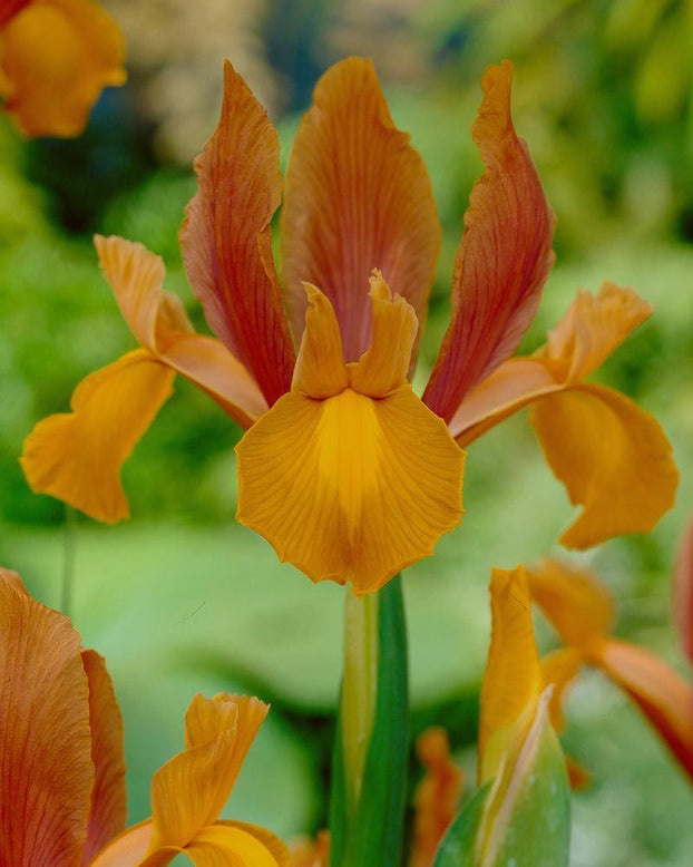 Dutch Iris 'Autumn Princess'