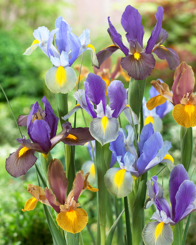 Dutch iris planting instructions / How to plant Dutch iris bulbs