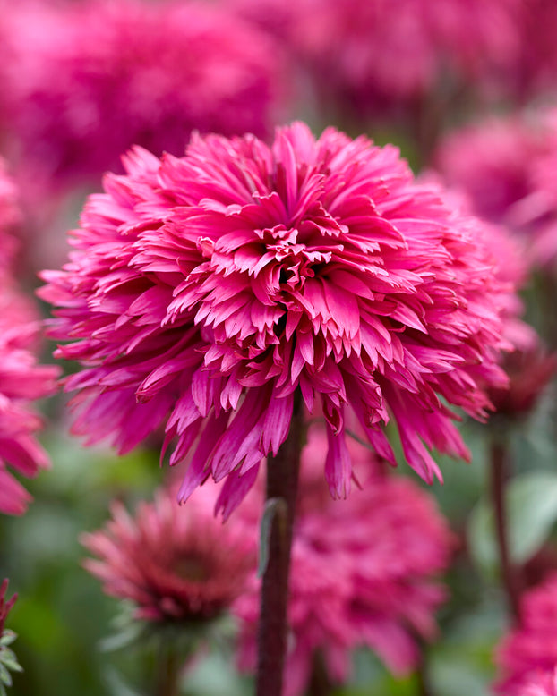 Echinacea 'Blackberry Truffle'