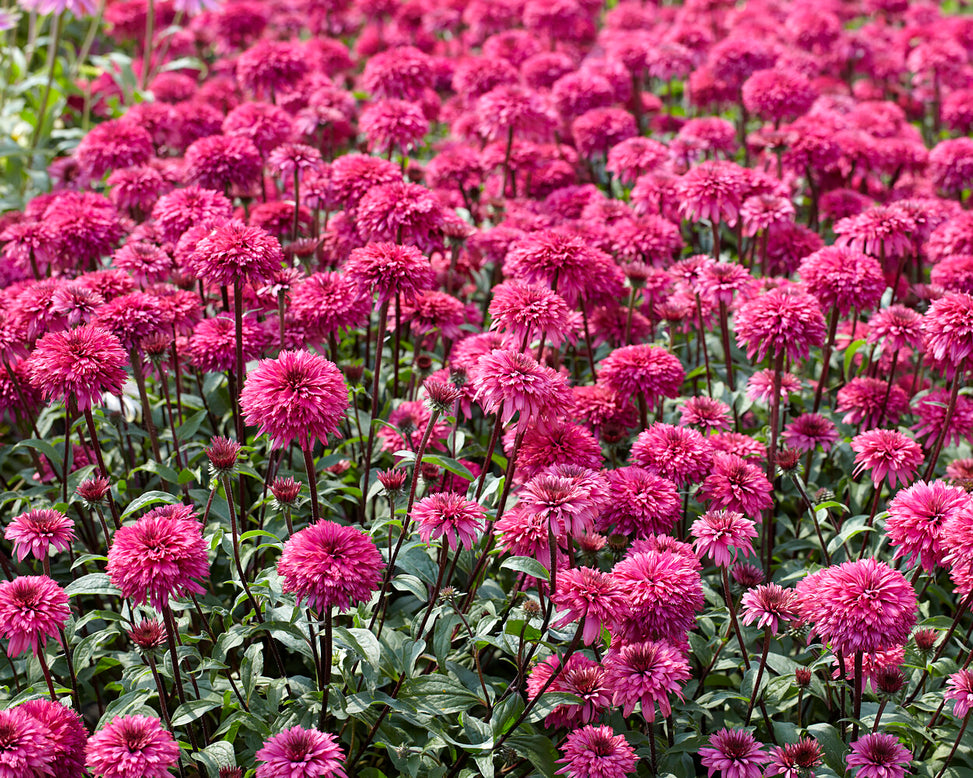 Echinacea 'Blackberry Truffle'