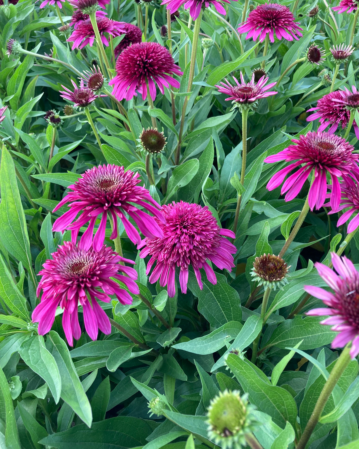 Echinacea 'Blueberry Cheesecake' bare roots — Buy magentapurple
