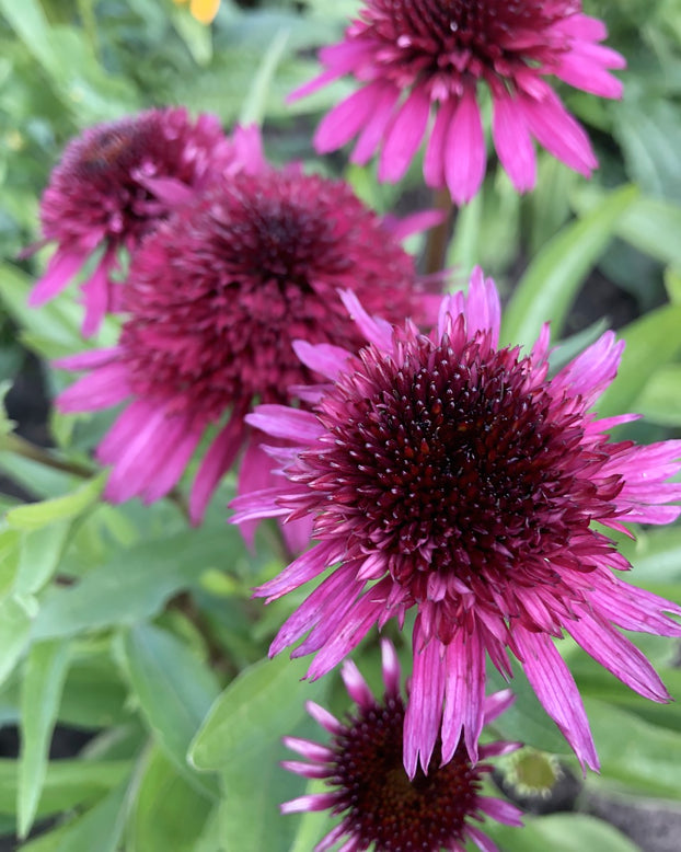 Echinacea 'Blueberry Cheesecake'