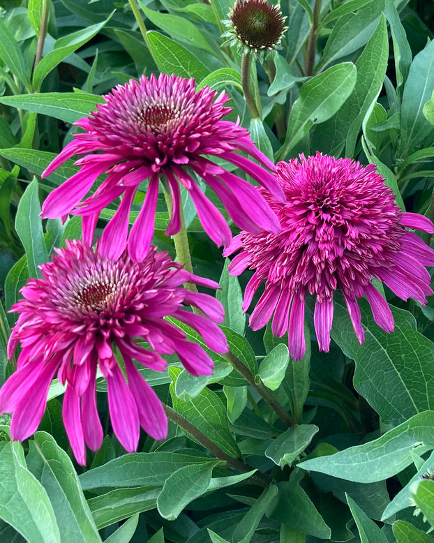 Echinacea 'Blueberry Cheesecake'