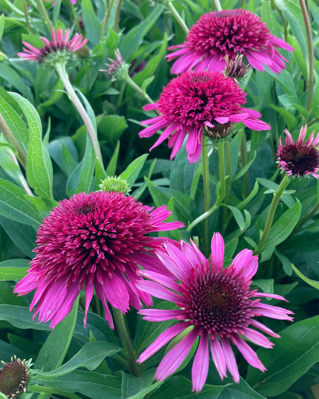 Echinacea 'Blueberry Cheesecake'