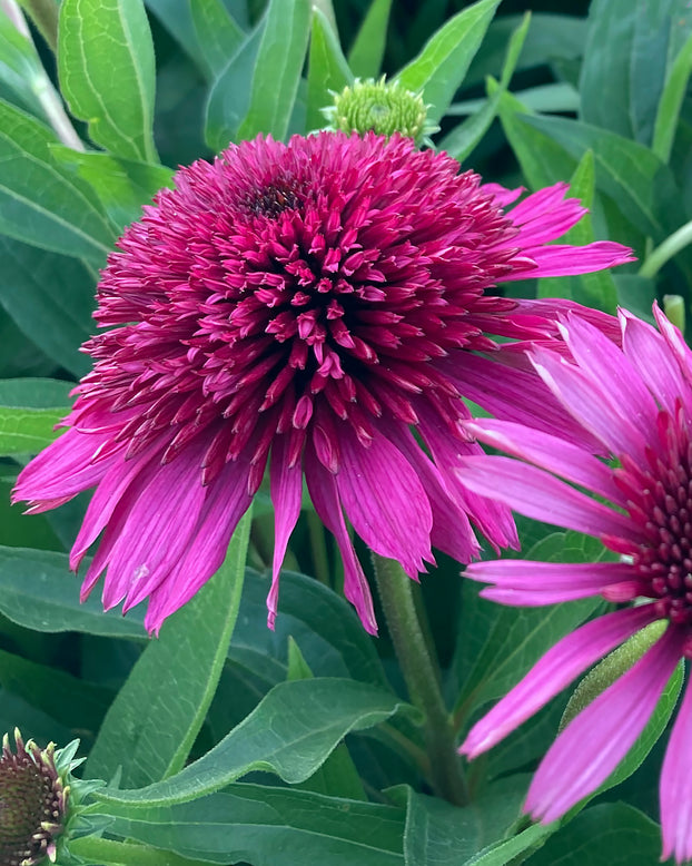 Echinacea 'Blueberry Cheesecake'