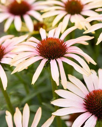 Echinacea 'Blushing Meadow Mama'