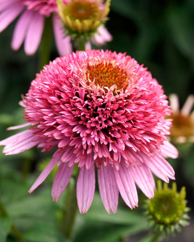 Echinacea 'Butterfly Kisses'