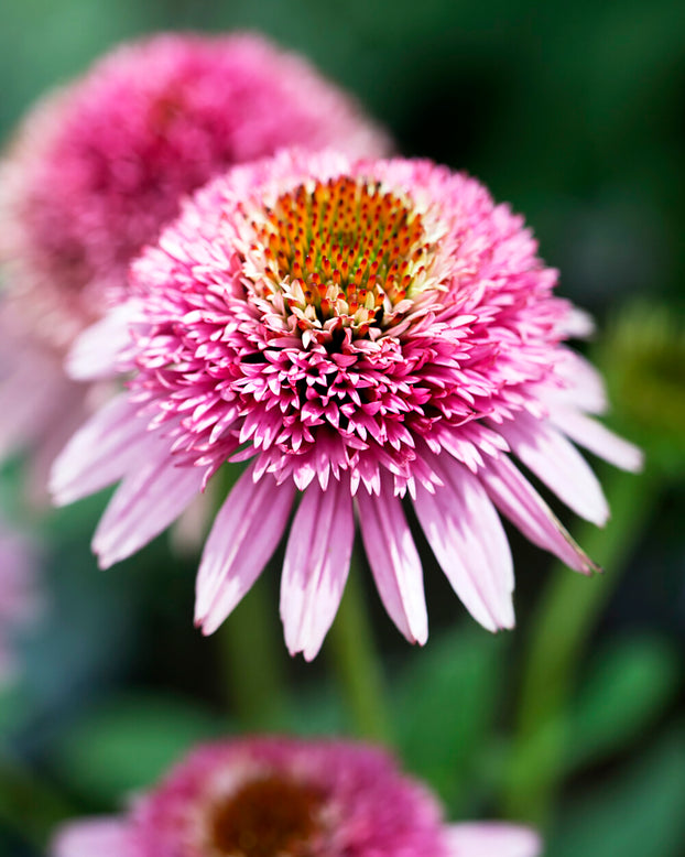 Echinacea 'Butterfly Kisses'