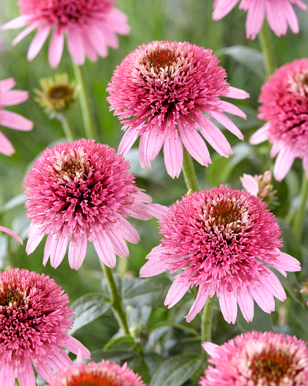 Echinacea 'Butterfly Kisses'