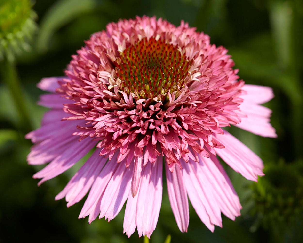 Echinacea 'Butterfly Kisses' bare roots — Buy pink coneflowers online